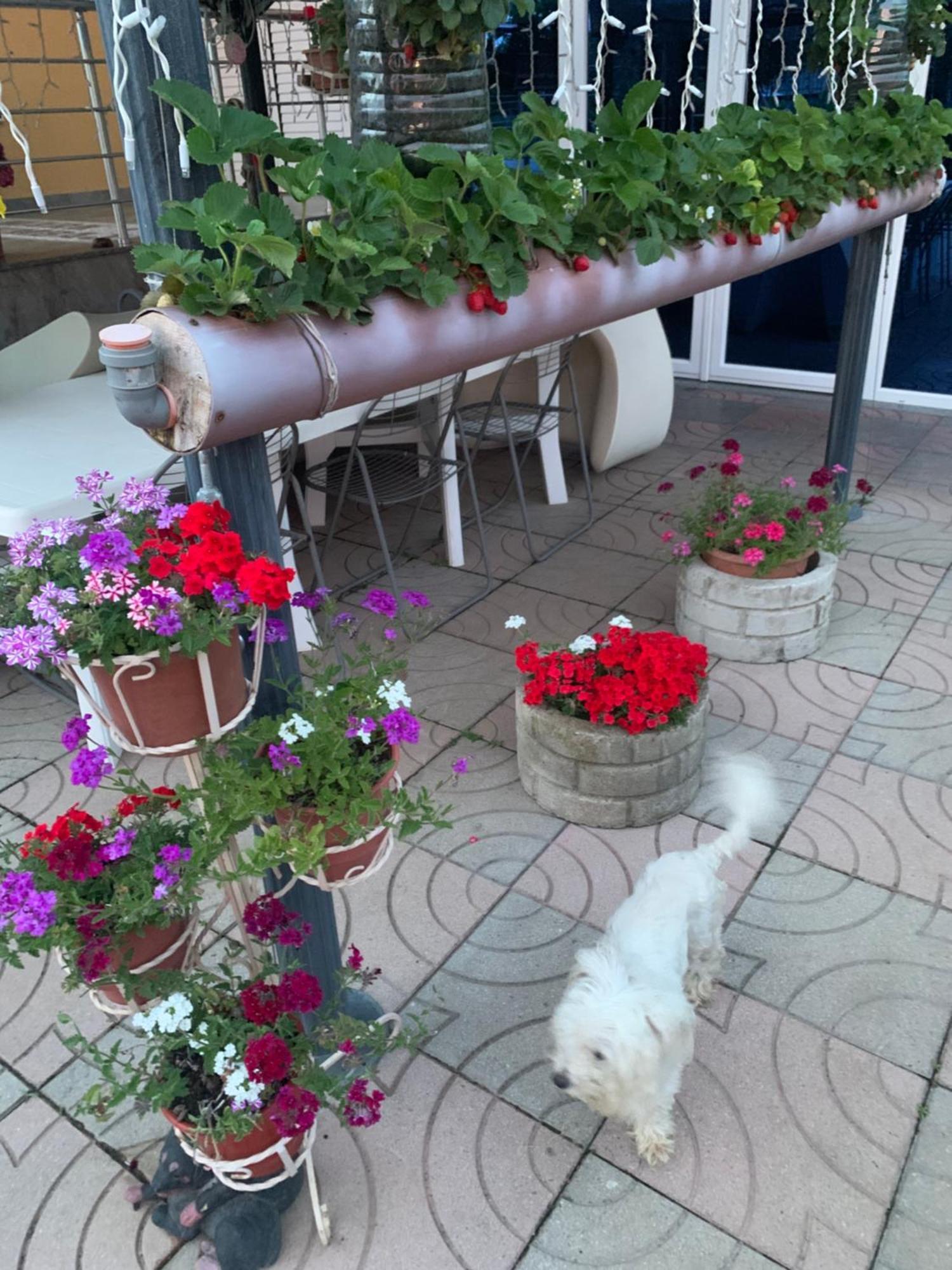 Hotel Villa Linda Shkoder Luaran gambar